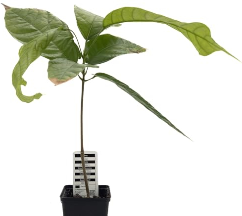 1 árbol de cacao | Theobroma Cacao | variedad Forastero | planta de cacao de semilla de Sudamérica | rara en la UE | planta de interior | árbol de chocolate | planta de cacao en grano