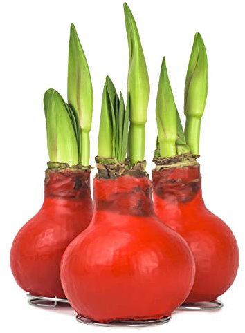 Interflowers GmbH 3 Echte Amaryllis Weihnachtsrot Wachs gewachst/Wax - behandelte Blumenzwiebel - lange haltbar, pflegeleichte Zimmerpflanze - Geschenkidee im Set! Ritterstern Touch of Wax