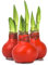 Interflowers GmbH 3 Echte Amaryllis Weihnachtsrot Wachs gewachst/Wax - behandelte Blumenzwiebel - lange haltbar, pflegeleichte Zimmerpflanze - Geschenkidee im Set! Ritterstern Touch of Wax