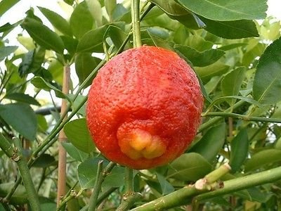 semi rari »Citrus limon'Red''» limone rosso, colore rosso insolito »3 semi