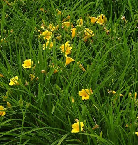 Taglilie Stella Russel - Hemerocallis - Gartenpflanze