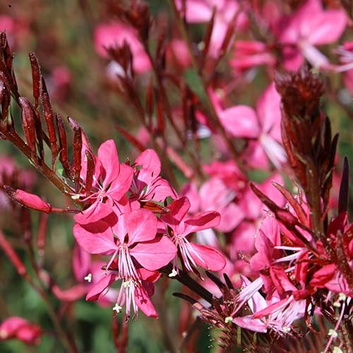80 Pcs Prachtkerze Winterhart Samen, Luftreinigende Zimmerpflanzen Samen (Gaura Lindheimeri) Balkon Blumen, Herbst Deko Blumensamen Gastgeschenk, Sträucher Winterhart Blühend Deko