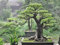 (Bonsai) Sakrales Buddha Fig Tree 10, 20, 30, 40 Seeds (HEIRLOOM NON GMO)