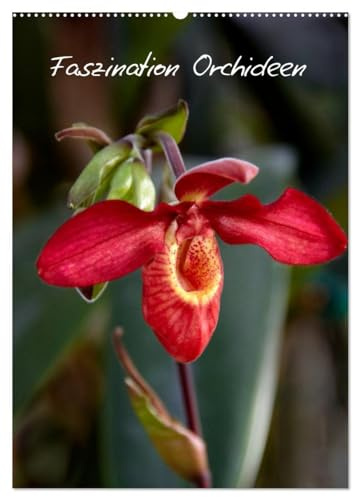 Faszination Orchideen (Wandkalender 2026 DIN A2 hoch), CALVENDO Monatskalender: Der Kalender für den Orchideen-Liebhaber (CALVENDO Natur)