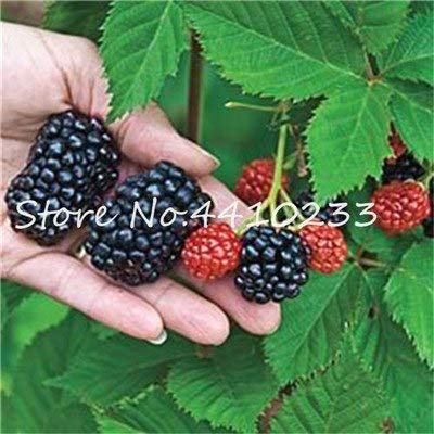 Bloom Green Co. 200 Unids Heirloom Blackberry Bonsai Fruta Berry Rojo Dulce Zarzamoras Gigantes Triple Corona Moras, Semillas De Ãrbol De Bayas Para El Frasco: e