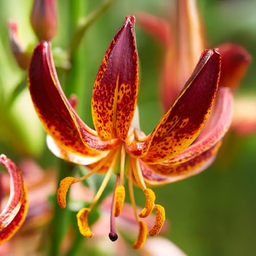 Bulbi di LILIUM (GIGLI) | Bulbi provenienti dai migliori produttori Olandesi | Esclusiva selezione e controllo qualità | Fioritura garantita. (1 Lilium Martagon ROSSO)