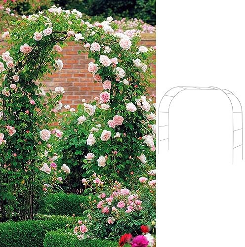 Rosenbogen Rundbögen, Lauben/Spalier, Standkreis for Große Kletterpflanzen/Gemüse/Obst, Torbogen Aus Metall In Silber for Den Rustikalen Boho-Japan-Außenbereich/Terrasse, Stehender (Color : L x W x H