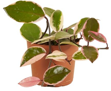 Bloomique Hoya Flamingo - Flor de cera - Planta colgante - Plantas de interior - Fácil cuidado - 15-20 cm de altura - Maceta 12 cm