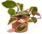Bloomique Hoya Flamingo - Flor de cera - Planta colgante - Plantas de interior - Fácil cuidado - 15-20 cm de altura - Maceta 12 cm