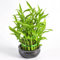 semillas de bambú de la suerte potos palma cocotera bonsái olivo real planta bambú bambú gigante palma montaña yuca planta sansevieria real filodendro del árbol del caucho piña 25pcs