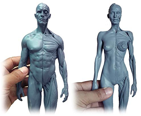 Weiblich & männlich Anatomie Figur - menschliche anatomische Muskel-Knochen-Modell Harz Mterial Human Anatomy Abbildung Modell - für medizinischen Artisten Drawing Study
