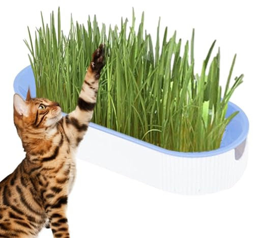 COMFOLIVING Kit de Cultivo de Hierba para Gatos, Juego de Plantas masticables sin Tierra, Bandeja hidropónica, Caja de Hierba gatera, Aperitivos para Gatos, eliminación de Bolas de, Comida para