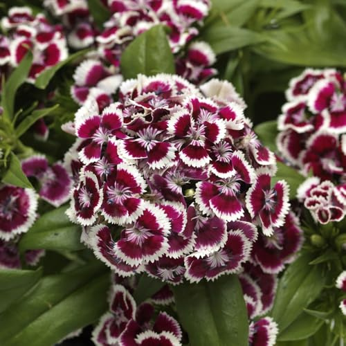 Bedwen Dianthus 'Dart Red White Picotee' Plug Plant x5 – Sweet William Purple & White Hardy Fragrant Winter-Flowering Bedding Plants for Pollinators