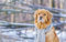 LHJOY impossible clear jigsaw puzzle 1000 pieces dog