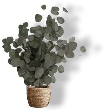 Plante Stabilisée en Pot Eucalyptus – Décoration Naturelle sans Entretien – Végétaux Stabilisés Durables – Plante d’Intérieur sans Arrosage