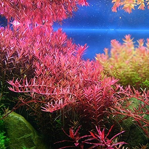 Rotala sp. Colorata - Pflanze für Aquarien, 3 Bund