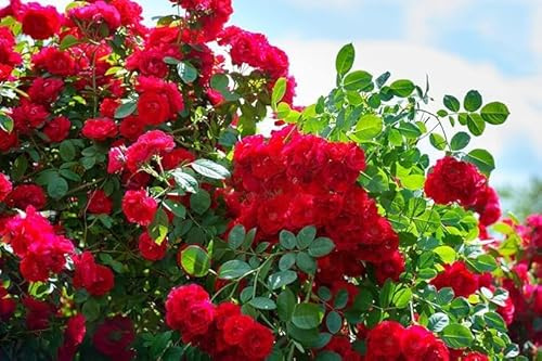 200+ Klassische rote Rosensorten-Setzlinge, die reichlich Blüten mit verlängerter Blütezeit hervorbringen, ideal für Valentinstagsgeschenke und die Gartengestaltung.