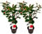 Plant in a Box - Camellia japonica 'Dr. King' - Set di 2 - Rosa giapponese - Pianta di camelia rustica - Vaso 15cm - Altezza 50-60cm