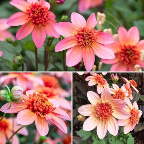 Anemone Dahlia Totally Tangerine x 3 Tubers. Eye catching Coral Pink Long Lasting Summer Flowers. Easy to Grow