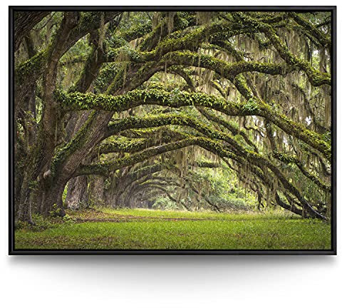 BilderKing Wandbild Baumallee Alte Eichen - 200cm x 150cm Leinwand auf 2cm Keilrahmen mit Schattenfugenrahmen schwarz