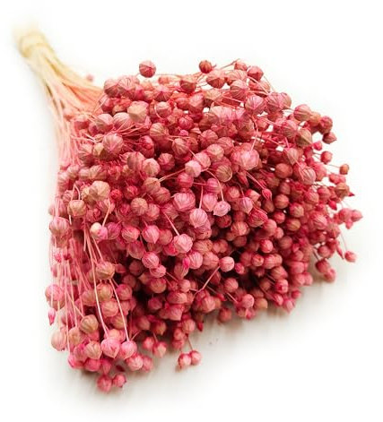 Enchanted Dekogras Getrocknetes Gras Flachs Ziergras Leinen Trockenblumen Natürlich Boho 80 Stück Rosa