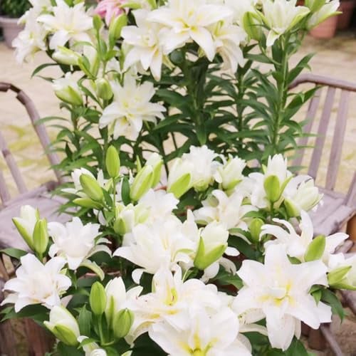 lilien stauden winterharte kübelpflanzen gartenblumen gartenpflanzen winterhart mehrjährig - Seltene - winterharte für balkon 15samen