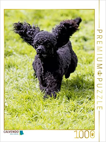 CALVENDO Puzzle Rennender Pudel | 1000 Teile Lege-Größe 48 x 64 cm Foto-Puzzle für glückliche Stunden