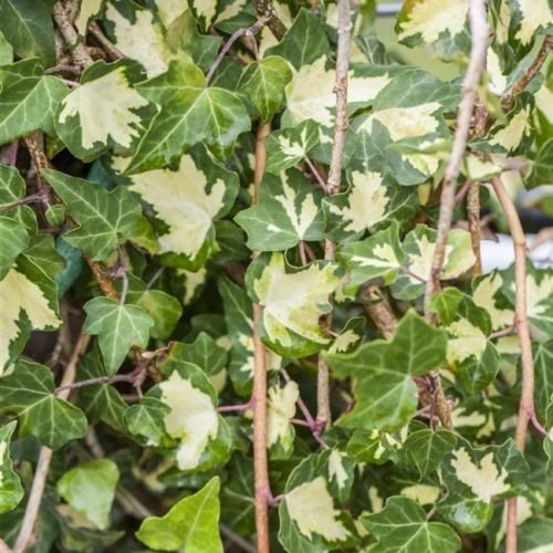 Hedera helix 'Goldheart' - Gelbbunter Efeu Kletterpflanze-150cm Topf gewachsen (100-150cm)
