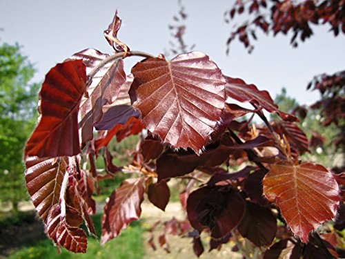 1 Stk. Rotbuche Rotbuchenhecke Containerware 100-125 cm hoch - Fagus sylvatica - Garten von Ehren®
