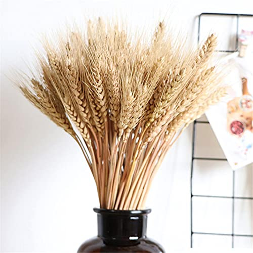 Joyivike 100 Getrocknete Blumen Weizen 45cm Weizenblumen Natürliche Trockenblumen Deko Getrocknete Weizen Blumen Für Hochzeit Mittelstücke Zuhause Balkon Par Tisch Vase Weihnachten Deko