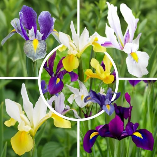 FLORIUM Schwertlilien Stauden aus Holland – 50 Zwiebeln, Winterhart | 50 Iris-Zwiebeln (Budget Collection Mischung), winterhart und mehrjährig, aus Holland, für Garten und Beet