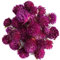 Amaranto Fiore Amarant - Amaranto Fiori Amaranto Fiore Erbe Per Tisane Fiori Per Tisane Te In Fiore Tè Fiore Erbe Per Tisane Semi Fiori Amaranto Semi Te Di Fiori