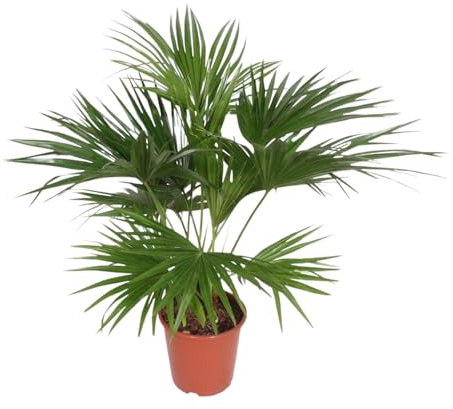 Exotenherz Chinesische Schirmpalme – Livistona chinensis - Grünpflanze - ca. 150cm hoch
