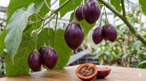 Premium Lila Tamarillo 10 Samen Baumtomate essbar, süß-sauer, Rarität, exotisch