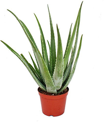 Aloe Vera Natural Planta en Maceta Pequeña muy Resistente Sábila Aloe Barbadensis
