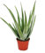 Aloe Vera Natural Planta en Maceta Pequeña muy Resistente Sábila Aloe Barbadensis