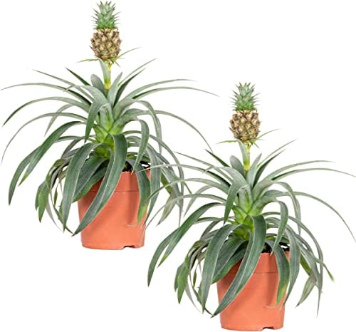 Bloomique - 2er Set - Ananas Comosus - Ananas Pflanze - Bromelien - Zimmerpflanzen - Luftreinigend - Höhe 30-40 cm - Topf 12 cm