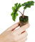 PLNTS - Baby Alocasia Jacklyn - Zimmerpflanze - Zimmerpflanzen, Pflanzen Echt, Nachhaltige Verpackung - 3cm Stecklinge - Höhe 10cm - Direkt von der Gärtnerei