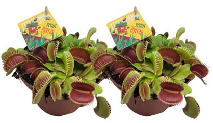 Dionaea Muscipula | 2 pezzi - 12cm - Ø12cm - Pianta d'appartamento - Sempreverde - Multideal
