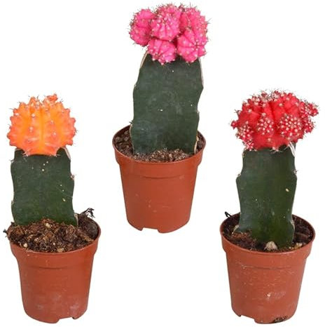 Kakteen | Gymnocalycium Mix | Japan mix | 3 Stück | diverse Farben | Ø 5,5 cm | ↕ 16-22 cm | Pflegeleichte Zimmerpflanzen