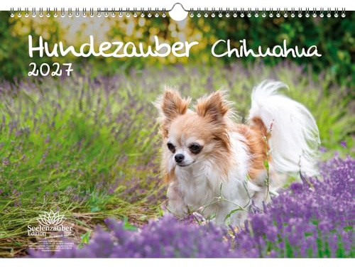 Hundezauber Chihuahua DIN A3 Kalender für 2027 Welpen und Hunde - Seelenzauber