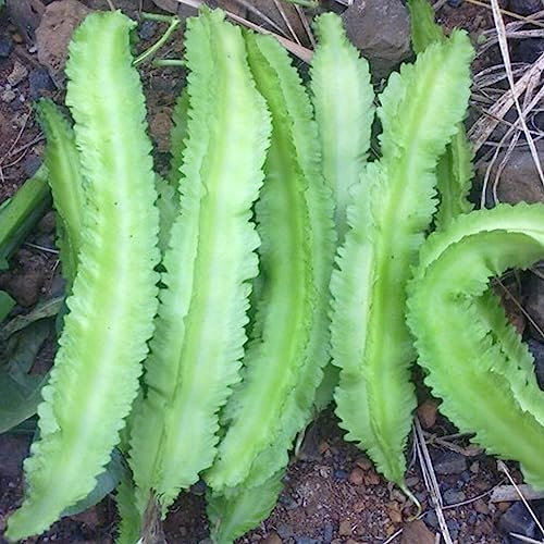 Generic Semillas de frijol alado, 20 piezas/bolsa Semillas de frijol alado Intolerante al frío Semillas de vegetales de frijol alado natural tenaz para jardín Semillas de frijol alado