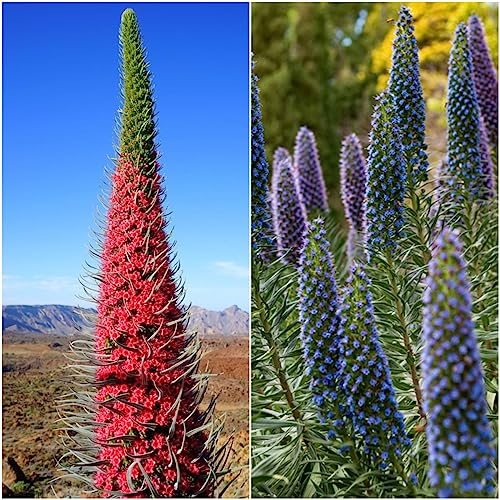 100 pcs samen natternkopf saatgut pflanzen - balkonpflanzen winterhart sommerblumen samen,Echium vulgare, zimmerpflanzen wenig lichtbedarf gartenblumen mehrjährig winterhart kleines