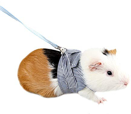 ASOCEA Geschirr und Leine für Kleintiere Verstellbare Laufleine für Haustiere Komfort gepolsterte Weste Trainingsleine für Ratten Leguan Hamster Frettchen