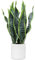 Briful Künstliche Sansevieria Zimmerpflanze Kunstpflanze Dekopflanze in Weißem Keramiktopf Weiß Höhe 40.6cm