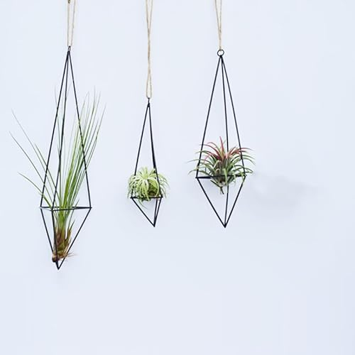 3 Stück hängende Luftpflanzenhalter, Gemometrisches Metall-Luftpflanzenregal mit Seil, Luftpflanzen Aufhänger, 3 Größen, Tillandsia-Aufhänger für Zuhause, Büro, Dekoration