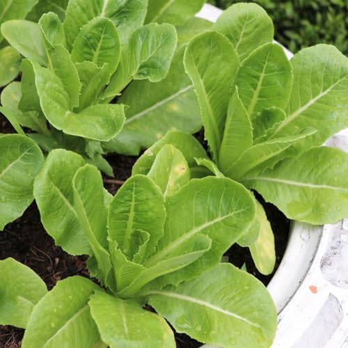 400 pcs salat samen winterhart - ausgefallene geschenke exotische kopfsalat pflücksalat,salatsamen,Lactuca sativa, zimmerpflanze bio saatgut gartenkräuter gewächshaus balkon pflanzensamen