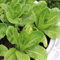 400 pcs salat samen winterhart - ausgefallene geschenke exotische kopfsalat pflücksalat,salatsamen,Lactuca sativa, zimmerpflanze bio saatgut gartenkräuter gewächshaus balkon pflanzensamen