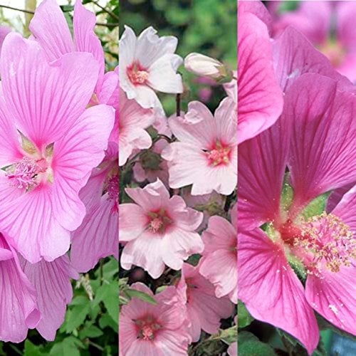 3 x Lavatera Mix Inv Varieties Like 'Rosea' - 'Barnsley' - 'Burgundy Wine' - 'Silver Barnsley' Tree Mallow Plants