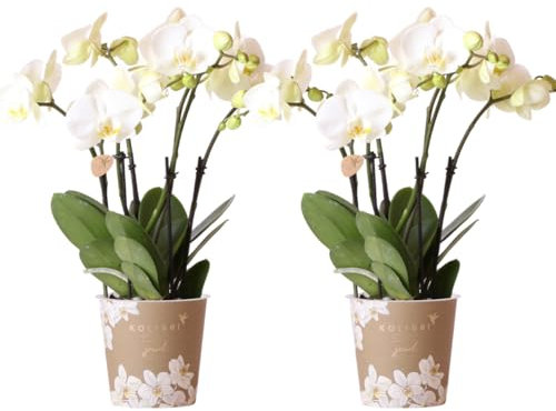 Kolibri Orchids I COMBI DEAL von 2 weißen Phalaenopsis-Orchideen - Topfgröße Ø12cm | blühende Zimmerpflanze - frisch vom Züchter